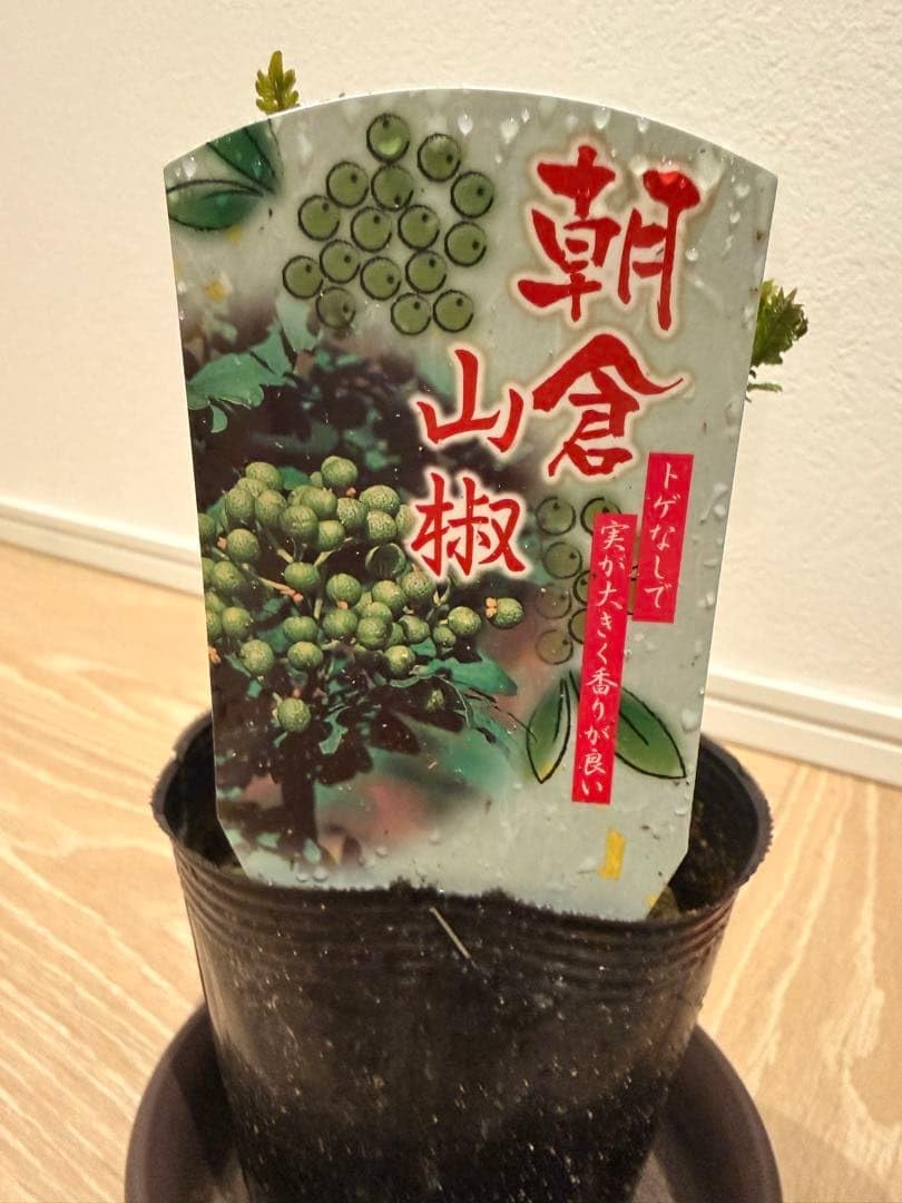 激太！朝倉山椒　苗木 Amazon｜朝倉山椒 小型苗木｜観葉植物 オンライン通販