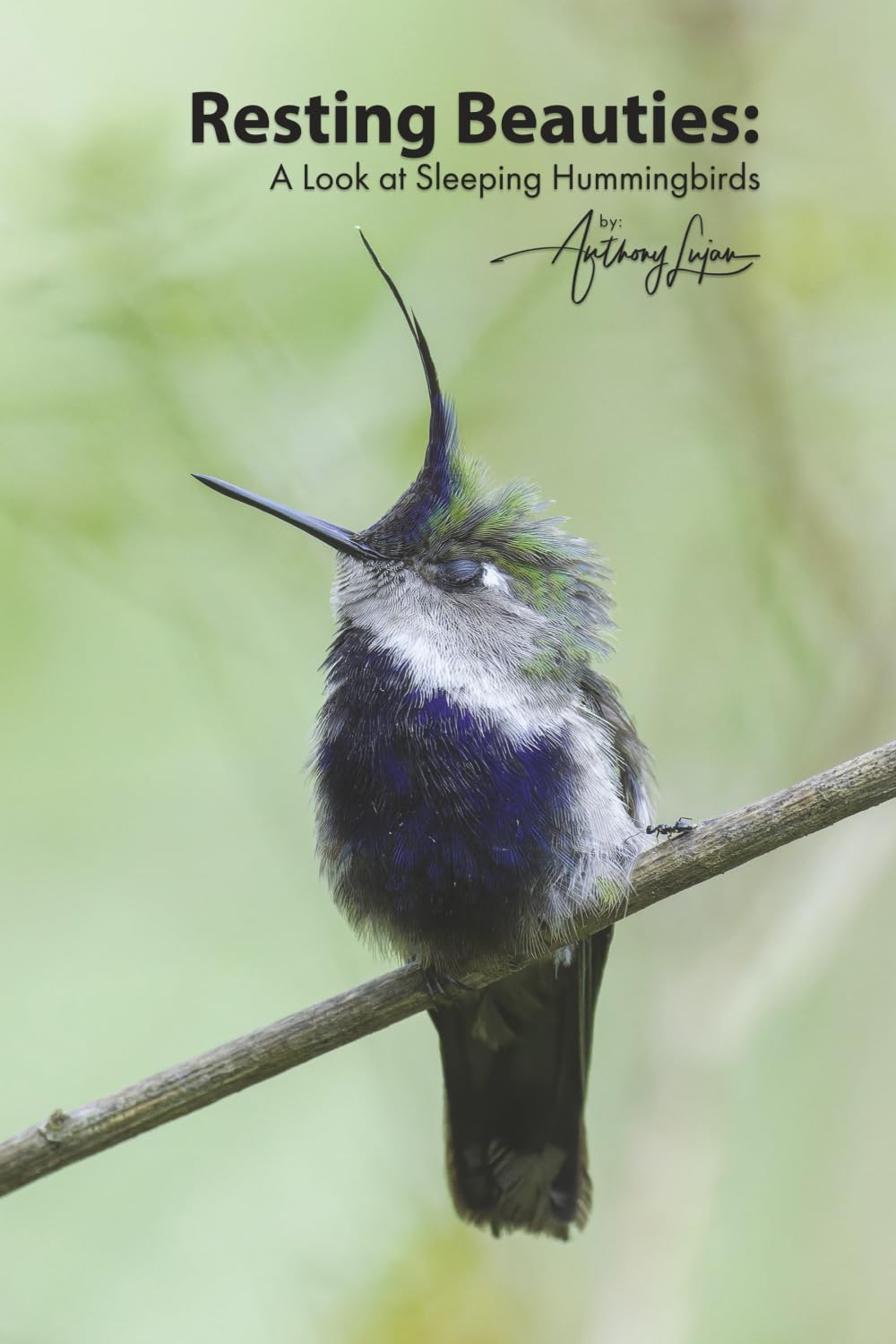 Resting Beauties:: A Look at Sleeping Hummingbirds