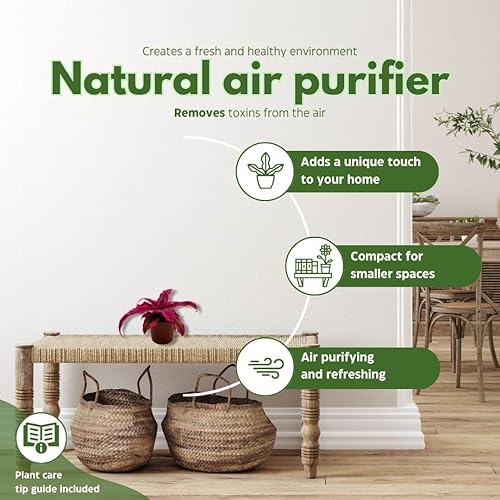 Miniatura 8 de BubbleBlooms Cryptanthus Bivittatus en una maceta de 2 pulgadas, pequeña planta pequeña de Pixie, rosa brillante