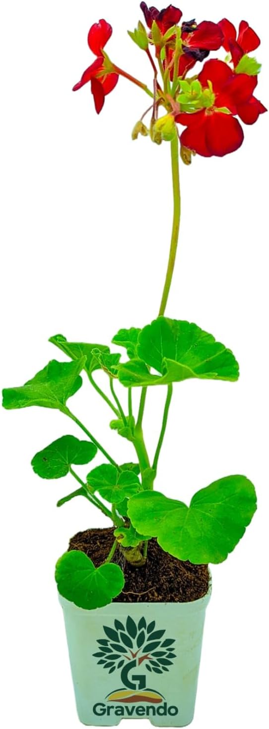 Gravendo Blue Aprajita Live Plant Butterfly Aprajita Pea Flower, Garden and Indoor Outdoor Growing With Pot