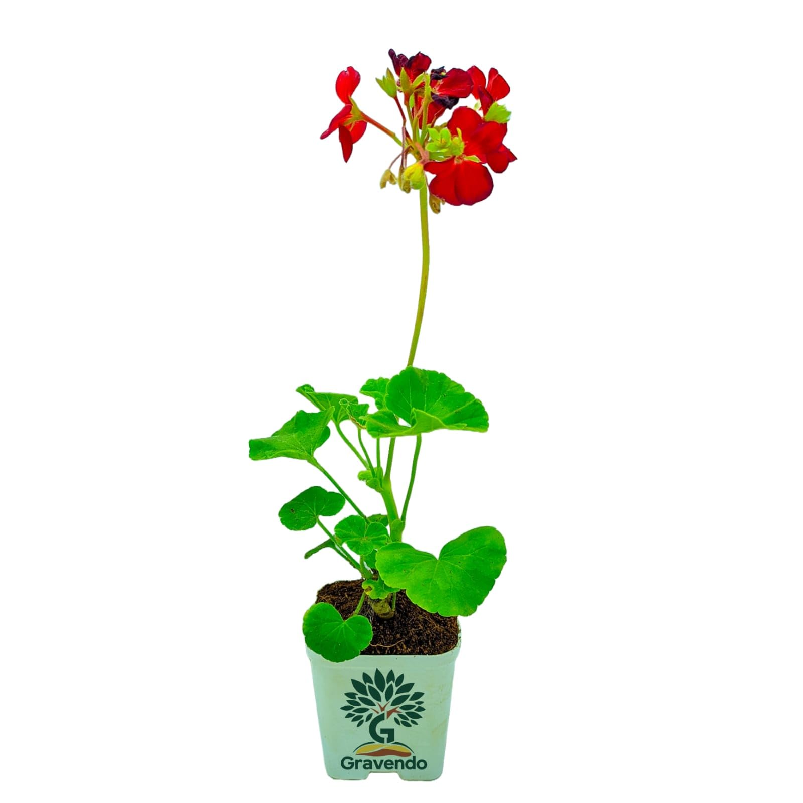 Gravendo Blue Aprajita Live Plant Butterfly Aprajita Pea Flower, Garden and Indoor Outdoor Growing With Pot