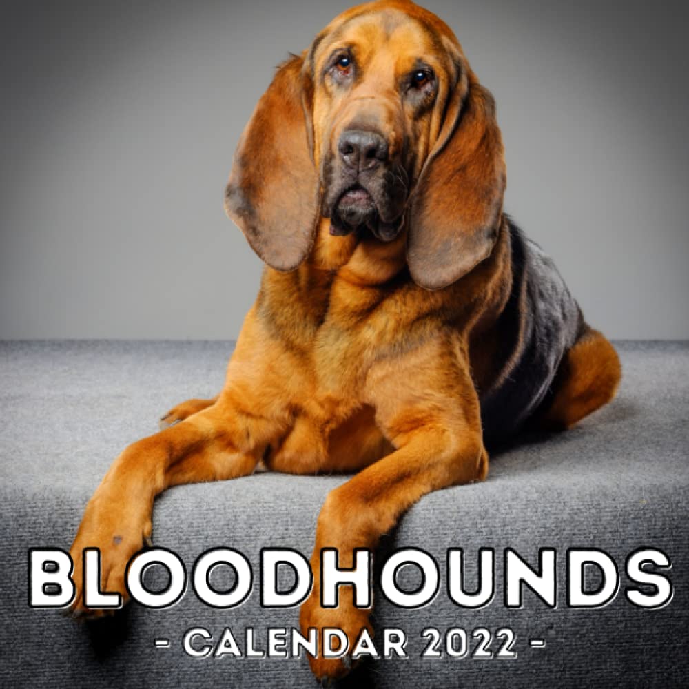 Bloodhounds Calendar 2022 16Month Calendar for Bloodhound Dog Lovers