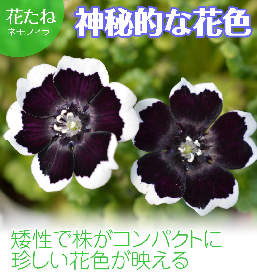 Amazon.co.jp: 種 花たね ネモフィラ ペニーブラック 1袋（400mg