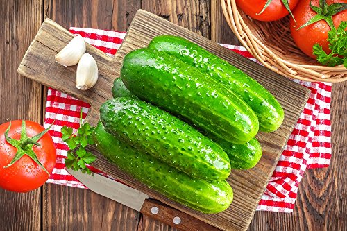 Graines de concombre pieuvre - Cucumis Sativus