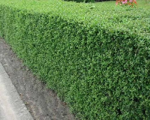 100 semillas aligustre, Ligustrum vulgare arbustos Semillas