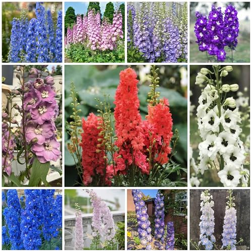 Semillas resistentes de la delphinium raras, resistentes para balcones, delphinium para balcones, decoracion de jardin para exteriores 300pcs