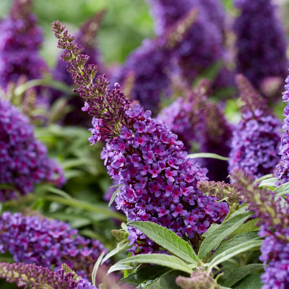 YouGarden Buddleia 'Butterfly Candy Little Purple', Pair of Standards in 18cm Pots, Established Lollipop Trees, 80-100cm Tall, Ready to Plant, Butterfly and Bee Magnets, For Pots and Garden Borders