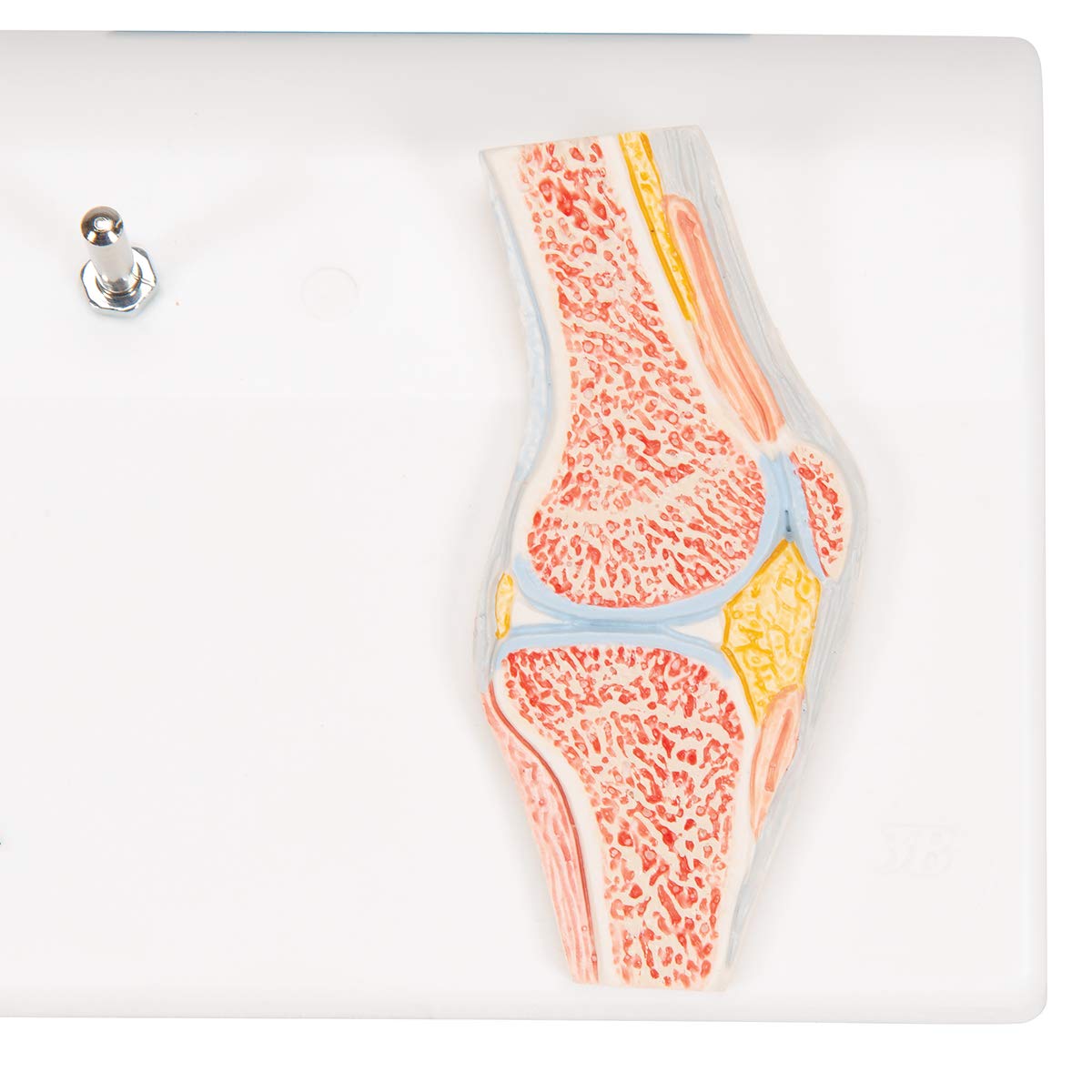 3B Scientific A85/1 Mini Articolazione del Ginocchio con Sezione Trasversale, su Base + software gratuito di anatomia - 3B Smart Anatomy
