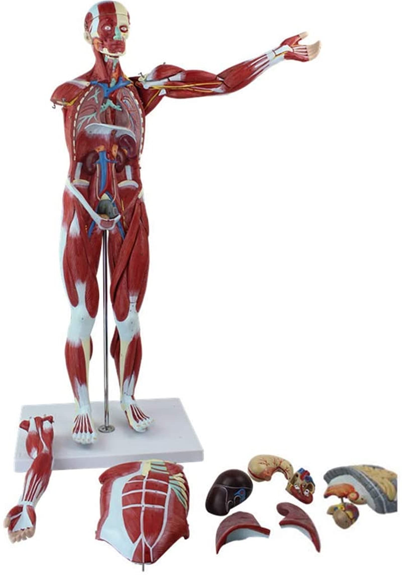 Modele Medyczne, Model Anatomii Ludzkiej O Rozmiarze 78 Cm, Model Anatomiczny Mięśni I Szkieletu, Materiał Do Nauczania Medycznego, Modele Medyczne I Materiały Do Nauczania