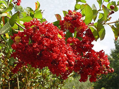 Large Carolina RED Crape Myrtle, 2-4ft Tall When Shipped, Matures 22ft,1 Tree, Beautiful Bright Cherry Red (Shipped Well Rooted in Pots with Soil)