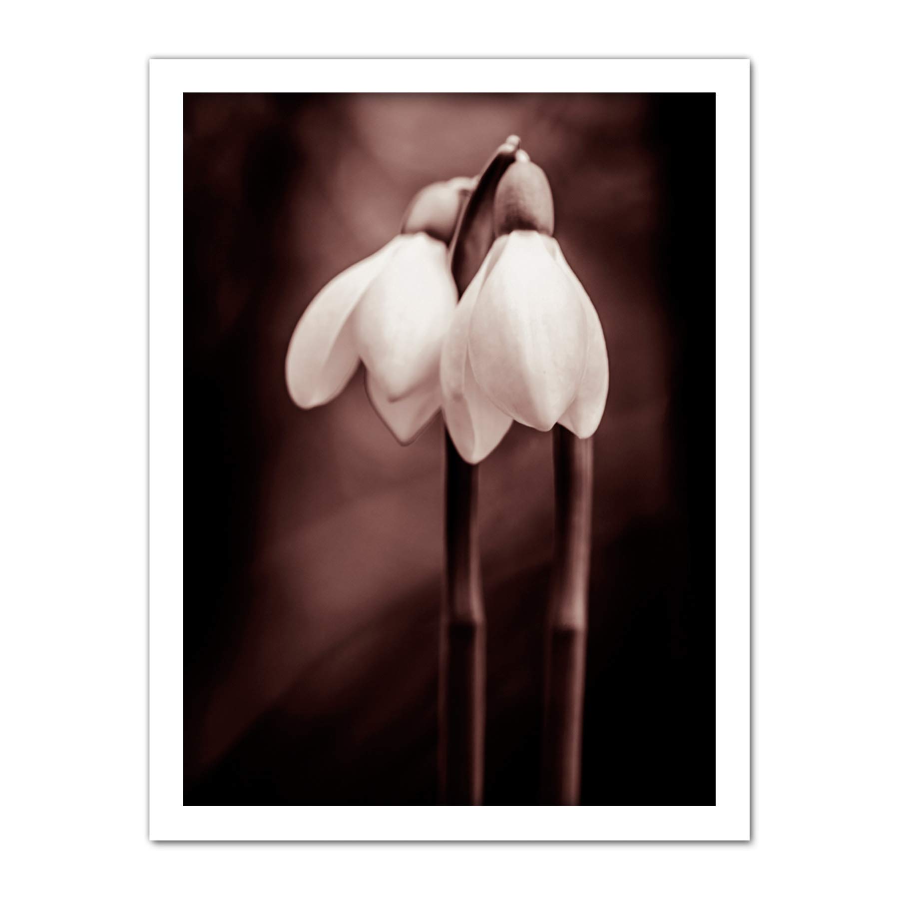 Wee Blue Coo Two Snowdrops Flowers Artwork Framed Wall Art Print 18X24 Inch