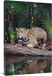 24 x 36 in. Jaguar, Belize Zoo, Belize Art Print - Gerry Ellis