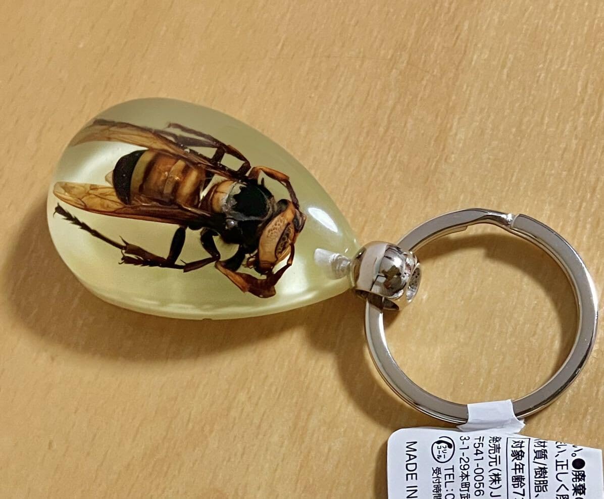 Amazon.co.jp: スズメバチ キーホルダー ドリーム 昆虫 蜂 標本 生物