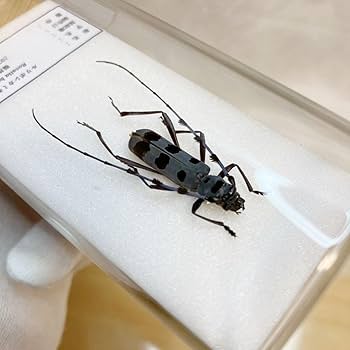 美品　昆虫標本２匹　テナガカミキリ　ケース付き 美品 昆虫標本2匹 テナガカミキリ ケース付き