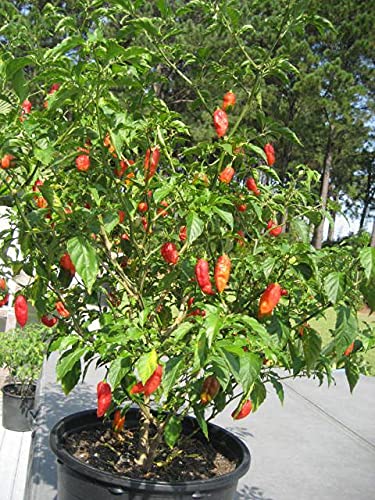 Golden Hills Farm hybrid NAGA Chilli Ghost Pepper World Hottest Chilli 40+ seeds