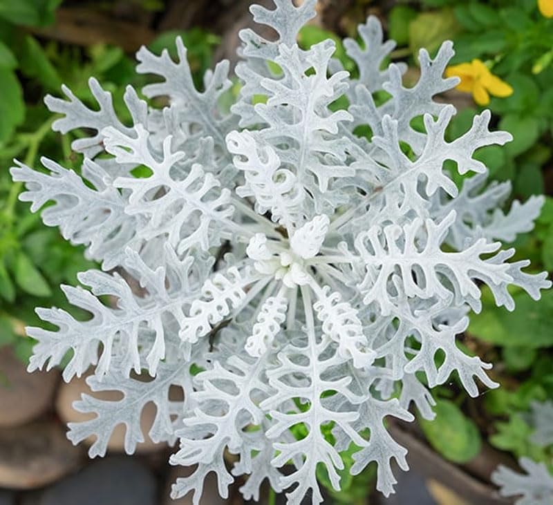 Seeds Dusty Miller Cineraria (Silver Dust) Groundsel Perennial Flowers