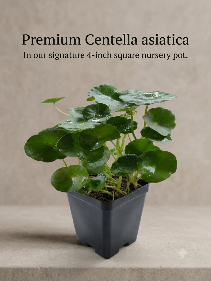 Live Lucky Coin Plant pilea peperomioides Pennywort ufo feng shui for office desk balcony terrace garden living room home decoration gifting air purifier lucky study table hanging plant FH-image-48