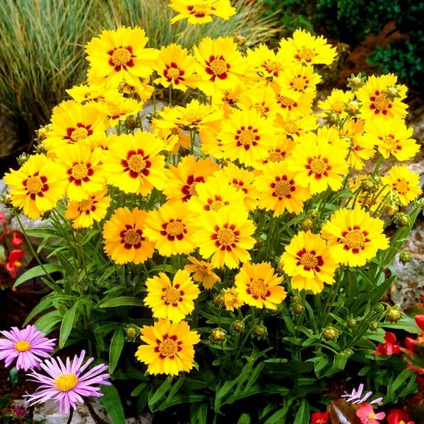 Buy4seeds Coreopsis - Coreopsis lanceolata - 50 Seeds - Dwarf Perennial Flower