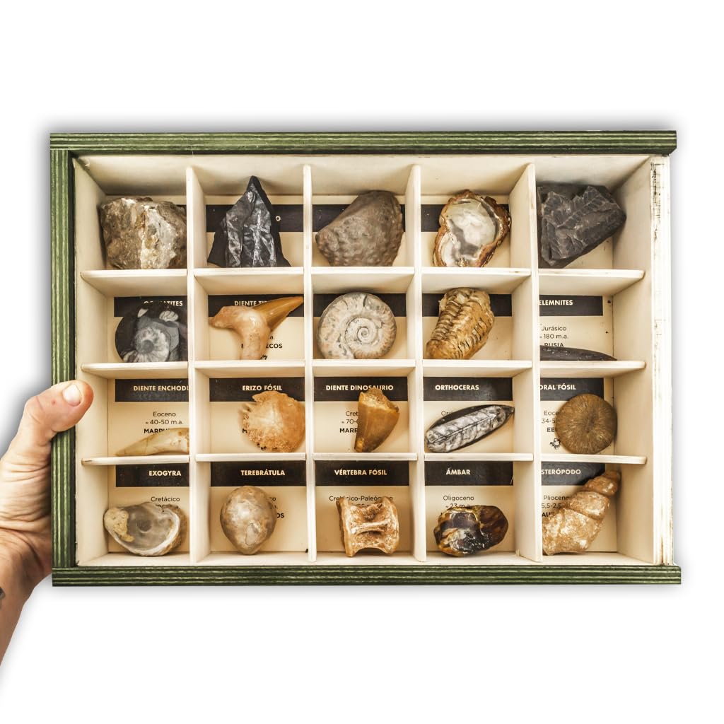 Colección de 20 Fósiles del Mundo Premium en Caja de Madera Natural - Fósiles Reales educativos de Gran tamaño con Hoja de descripción. Kit Geología para niños