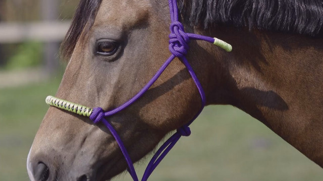 Licol Réglable Poulain Foal Horses – Nylon Renforcé Néoprène Confort – Made In Italy Tosoni Selleria