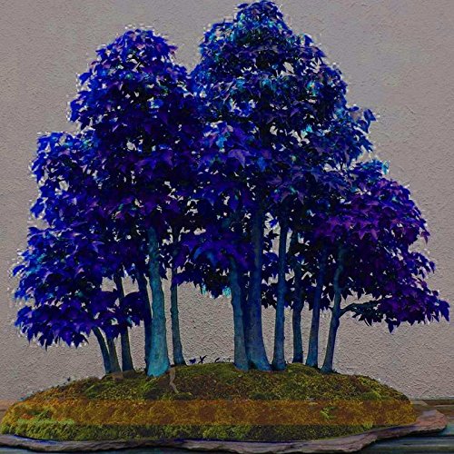 30 Semi Acero Blu Haloppe - Per Giardino, Bonsai, Decorazione - Foto 2