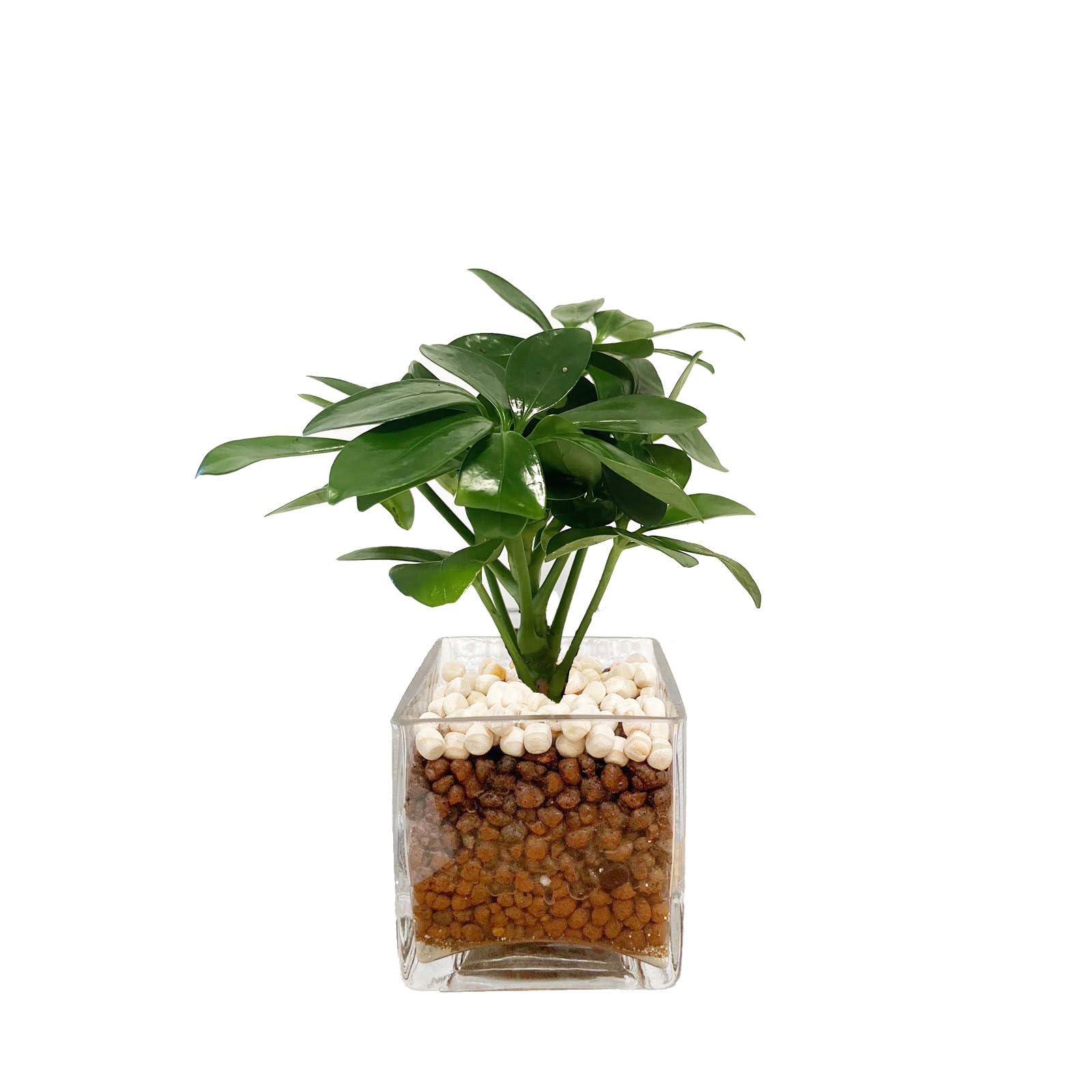 カラーサンドアート　コーヒーの木　観葉植物　シェフレラ　カポック カラーサンドアート コーヒーの木 観葉植物 シェフレラ カポック