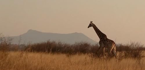 Wild Animal TV