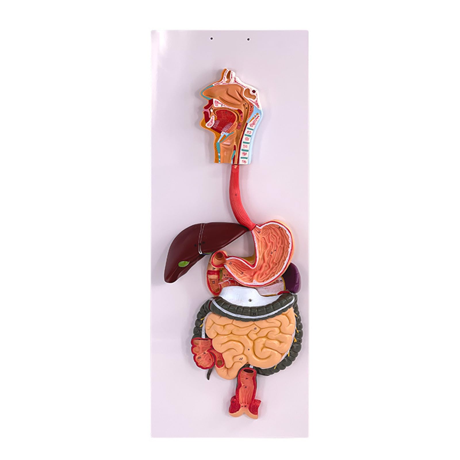 Modèle de système digestif AMITD pour illustrer l'anatomie en classe