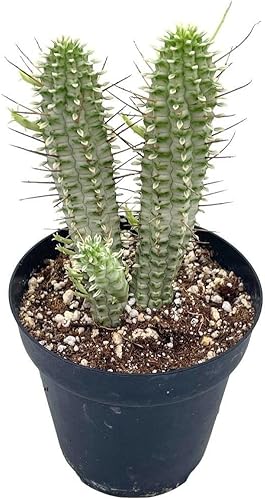 BubbleBlooms Blanco Euphorbia Mammillaris en un sacacorchos Euphorbia de mazorca de maíz olla de 4 pulgadas