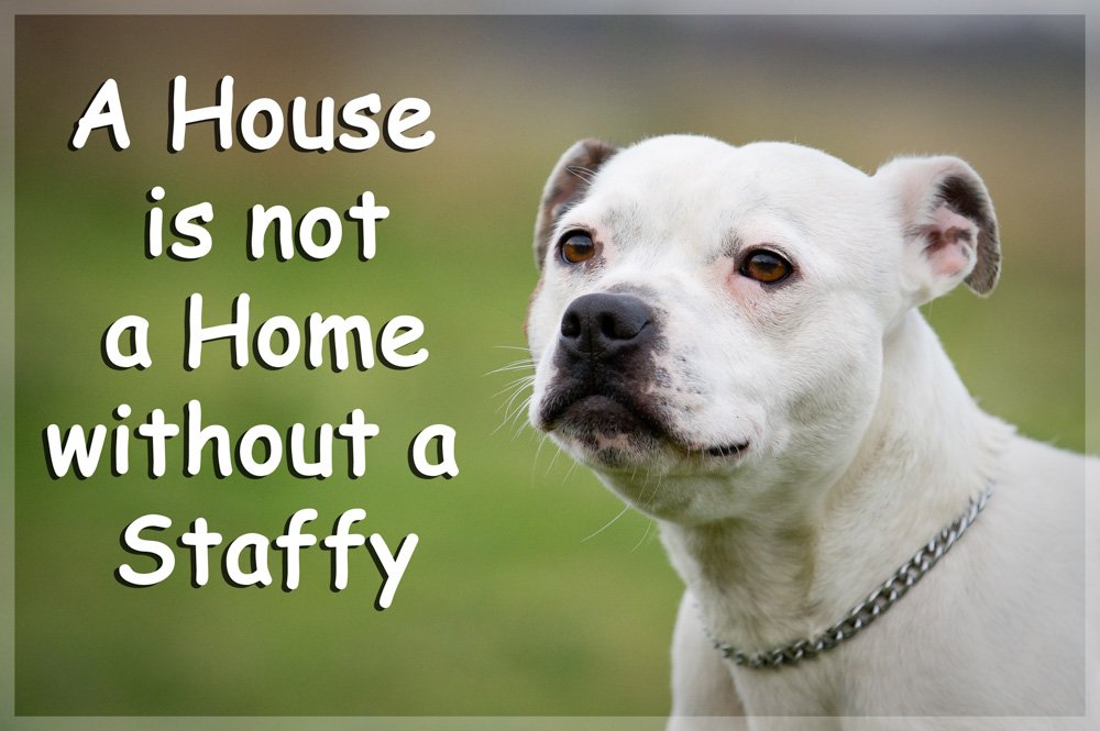 Staffordshire Bull Terrier Staffy Fridge Magnet - A House is not A Home Gift