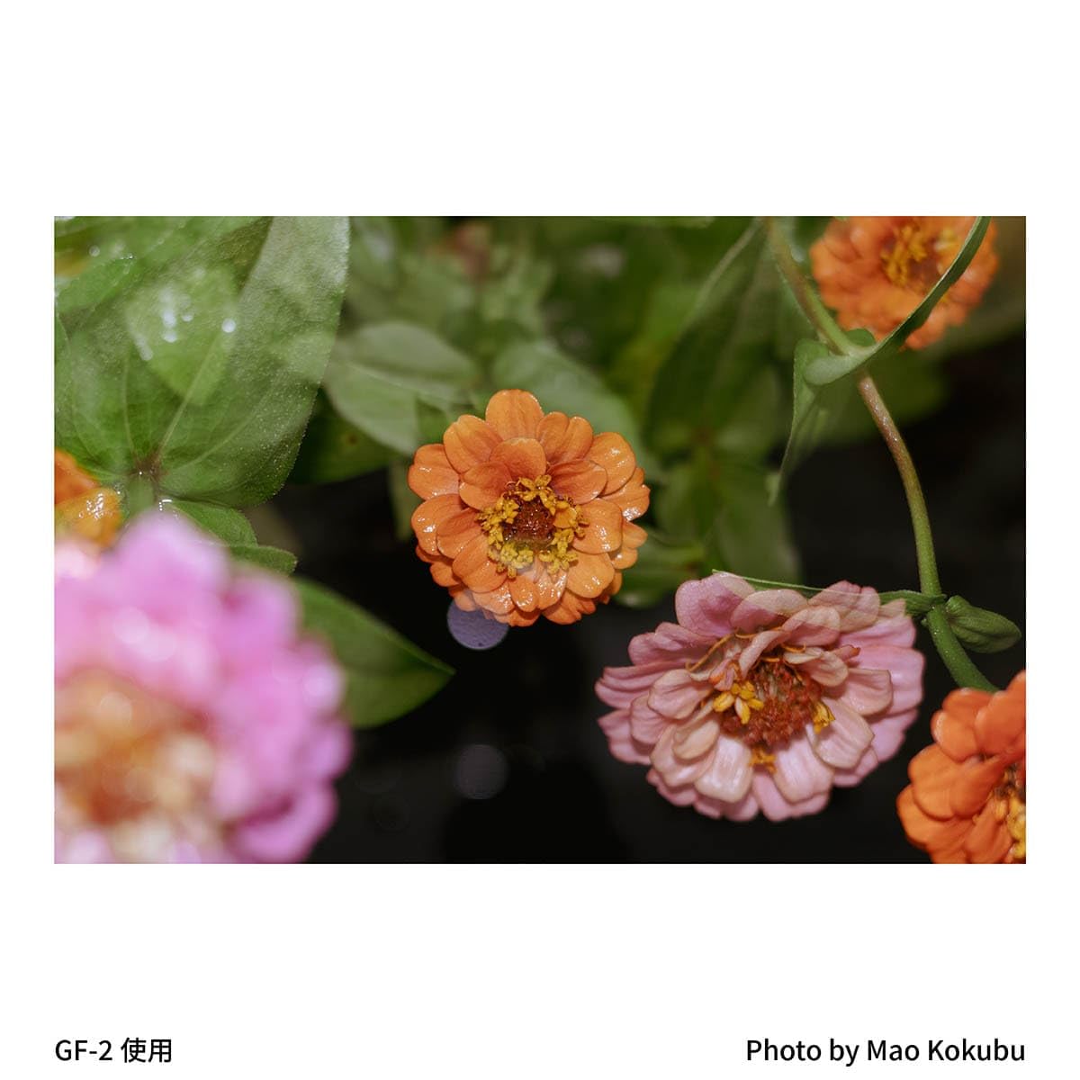 Amazon | RICOH 小型フラッシュ GF-2 【 対応機種：GR IV/超小型軽量