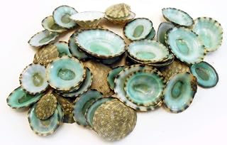 Set of 12 Green Limpet Shells Seashells Shellcraft Beautiful Beach Nautical