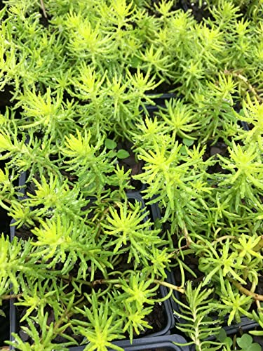 5 Angelina Sedum In 4 Inch Pots - Sedum Rupestre/ Stonecrop #TOP3