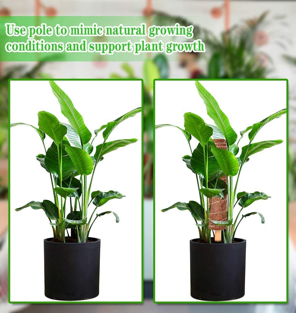 MABUSIYI Kokos-Moosstangen Für Kletterpflanzen – 40,6 Cm, 2 Stück Inkl. Bänder, Ideal Für Monstera & Philodendron