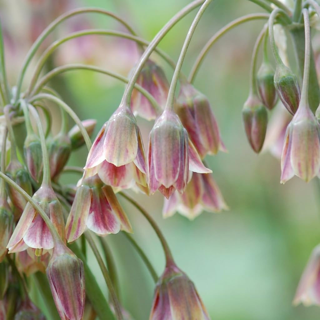 Green boutiQ - 160x Allium Siculum - Ail de Sicile - Crème et Rose - Floraison estivale - Calibre 10/12