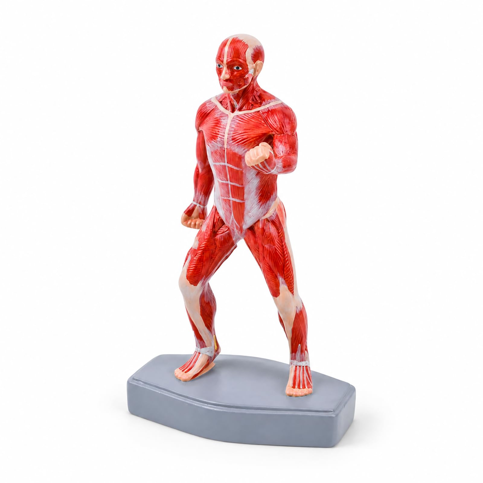 Modello completo struttura muscolare anatomia del corpo