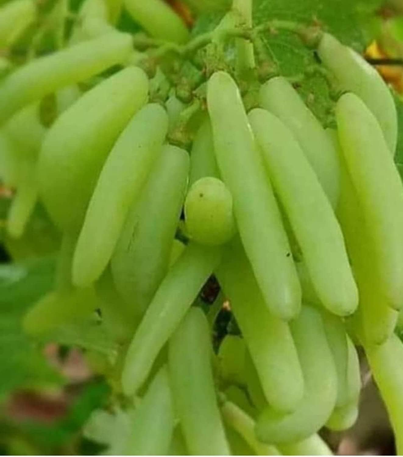 Seedless Green Grape Vine Live Plant | Sweet Angoor Variety for Home Garden | Healthy Grafted Cutting-image-19