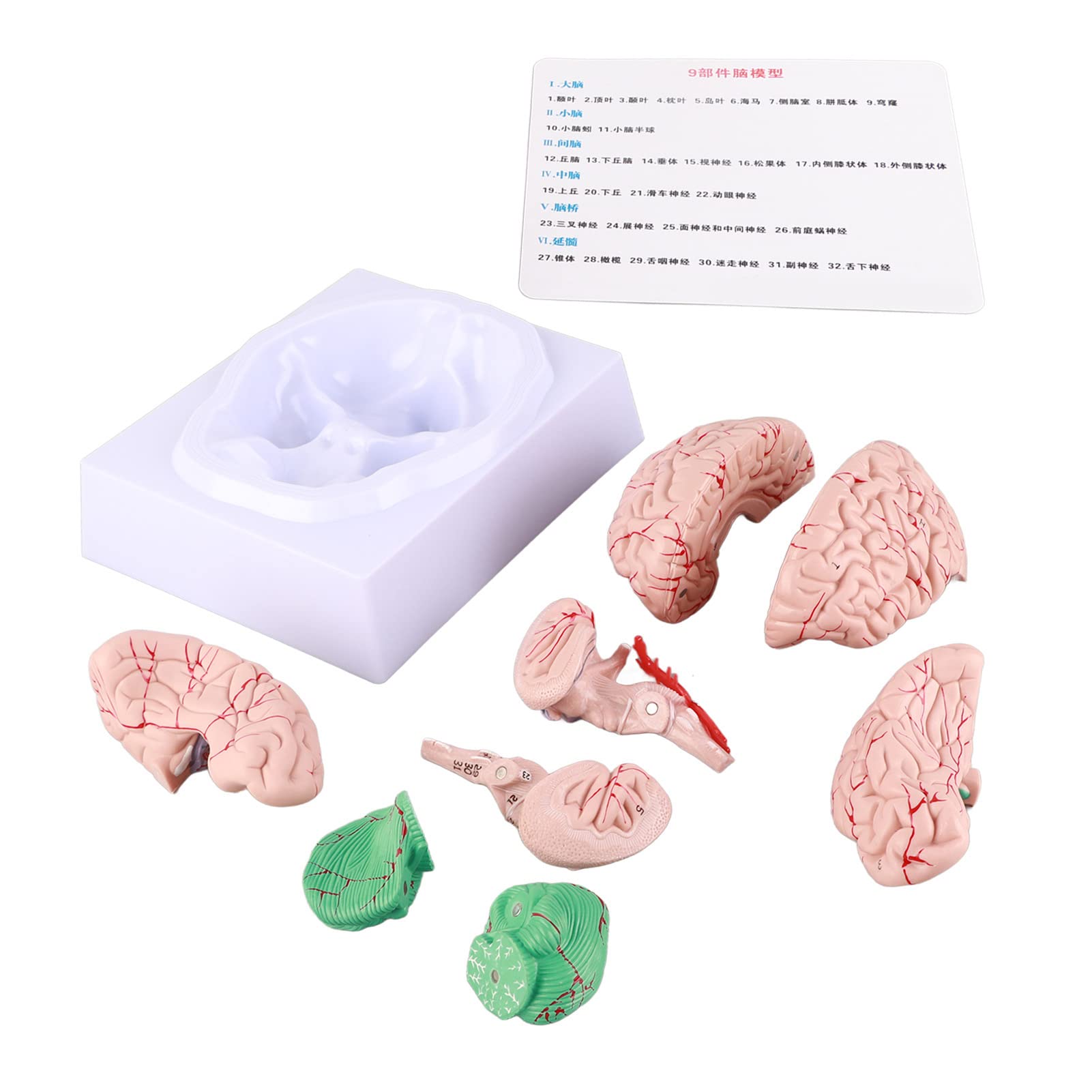 GOWENIC Modello Anatomia Cervello Umano Smontabile per Studio Scolastico