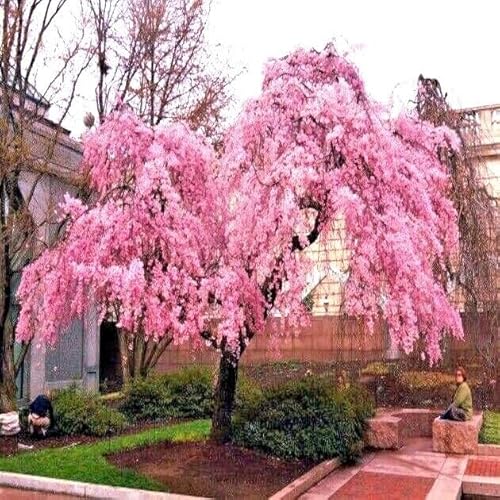 5 Seeds Japanese Weeping Sakura Cherry Blossom Flower Tree Seeds Cold Hardy