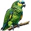 Parrot
