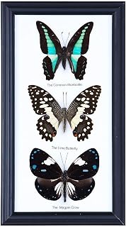 Three Real Framed Butterflies (Assorted Species) | Every Display Frame is Unique! | Real Butterfly Taxidermy Wall Decor | 23 x 12.5 cm