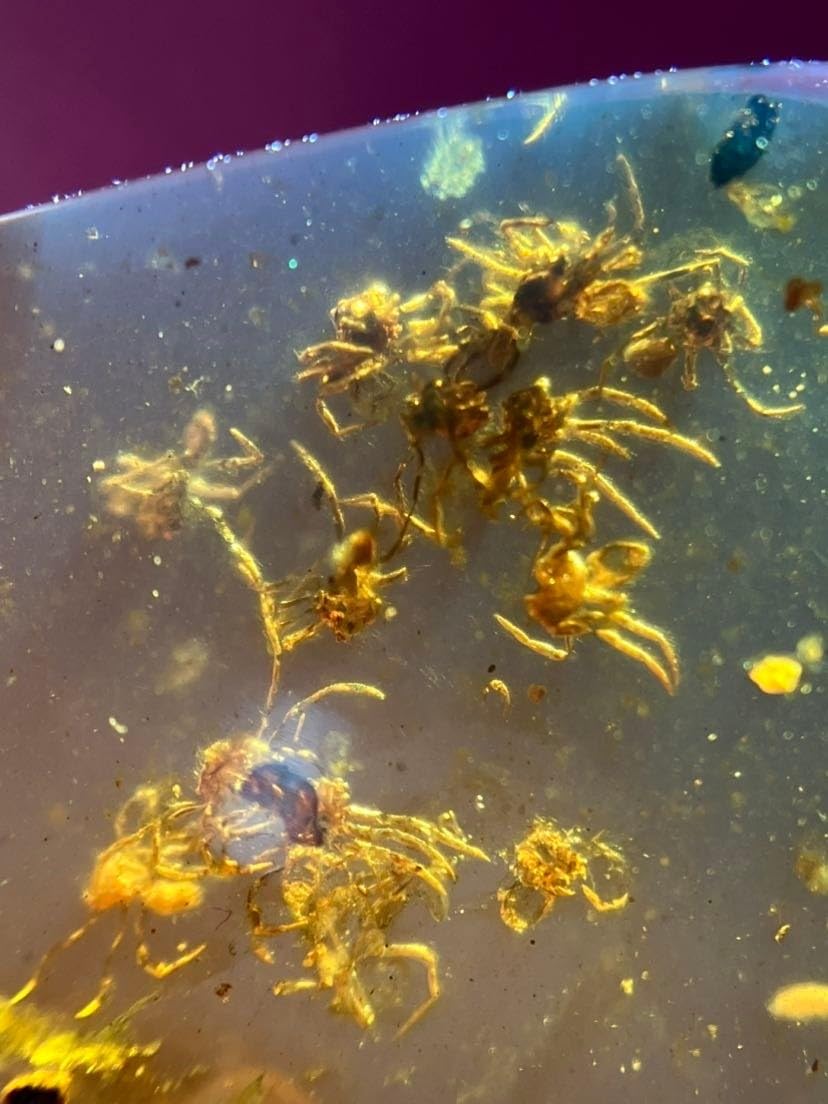 Burmese burmite Cretaceous A nest of Spiders Insect Fossil Amber Myanmar