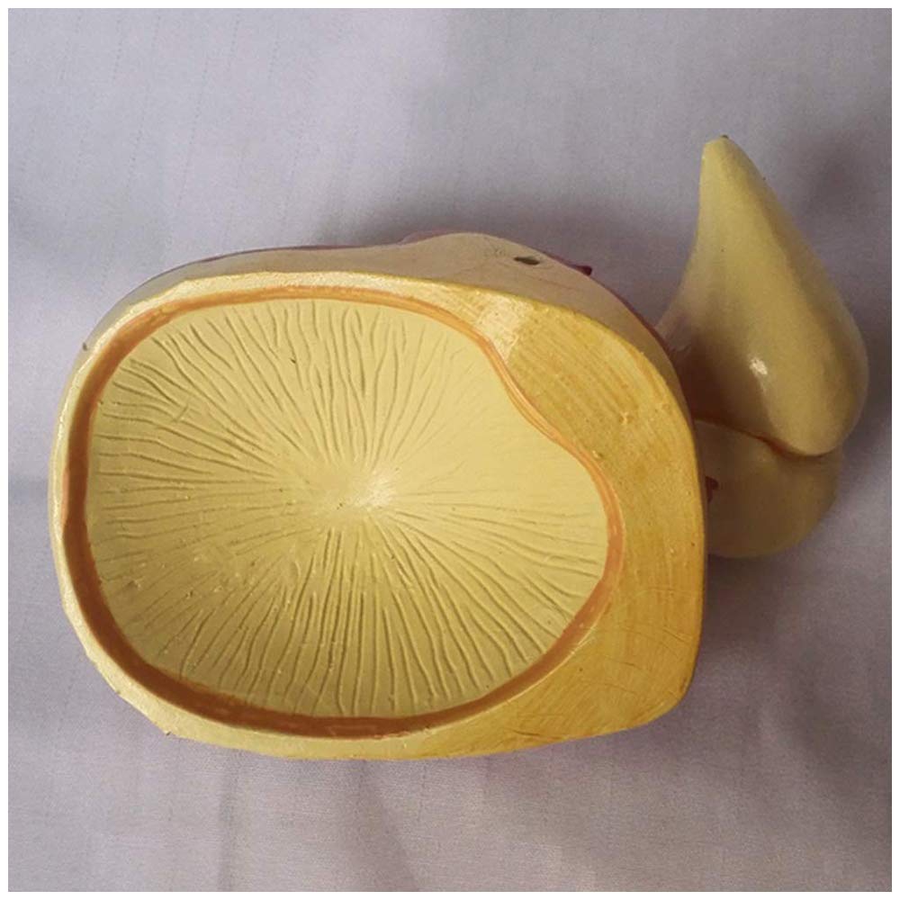 Model ślimakowy - Model ucha ludzkiego - Materiały dydaktyczne Model symulacyjny ślimakowy Medyczny anatomiczny model ucha - Do szkolnego narzędzia do wyświetlania nauczania medycznego, sprzętu labor