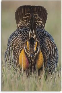 Greater Prairie Chicken Pinnated Grouse Room Aesthetics Posters Canvas Posters Bedroom Decoration Sports Office Decoration Gifts Wall Art Decoration Printing Posters 12x18inchs(30x45cm)