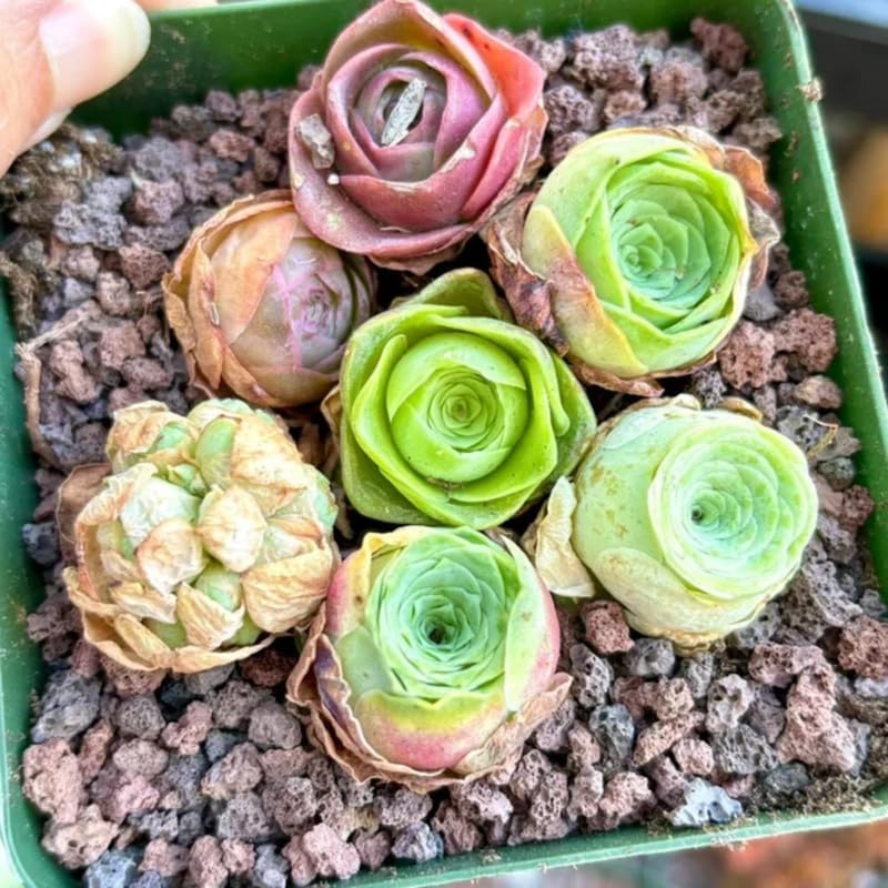 Miniatura 4 de Planta de cactus de rosa de montaña, suculenta en forma de rosa rara en maceta de 2 pulgadas, planta de interior para decoración del hogar