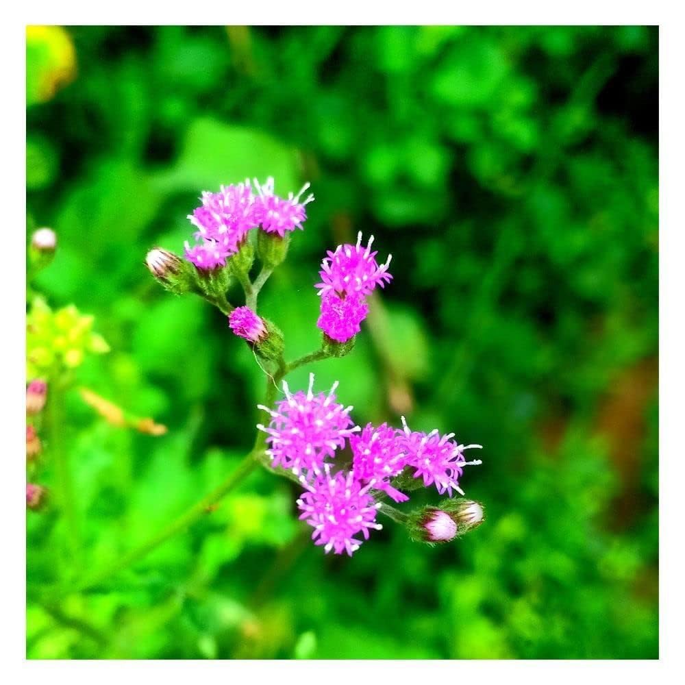 Organic Sahdevi Live Plant in Black Plastic Pot Vernonia Cinerea Ayurvedic Medicinal Herb Indoor Outdoor Home Garden Decorative-image-7