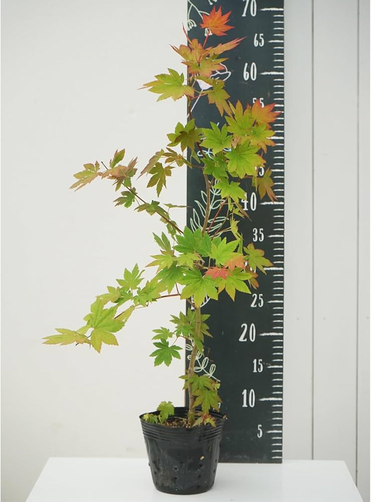 コハウチワカエデ/ 494 コハウチワカエデ/ 494 コハウチワカエデ/ 494 コハウチワカエデ/ 494