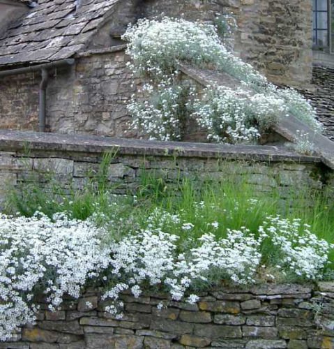 1000 + Snow in Summer (Cerastium biebersteinii) seeds