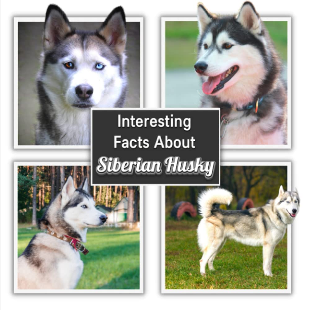 Interesting Facts About Siberian Husky: Siberian Husky Picture Book for Children's / learn Facts About Siberian Husky for Kids (A Colorful Picture Book for Kids)
