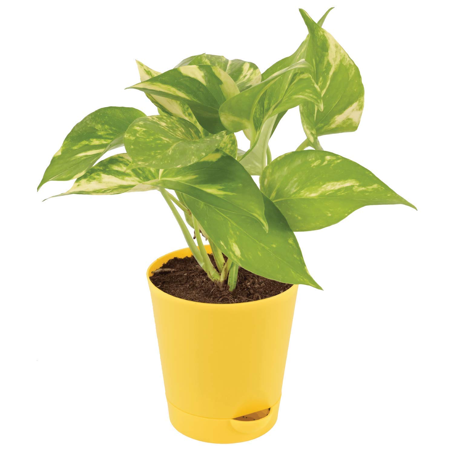 MorningVale Good Luck Money Plant Variegated with Self Watering Pot (B09X4HH7LZ) Amazon Price History, Amazon Price Tracker